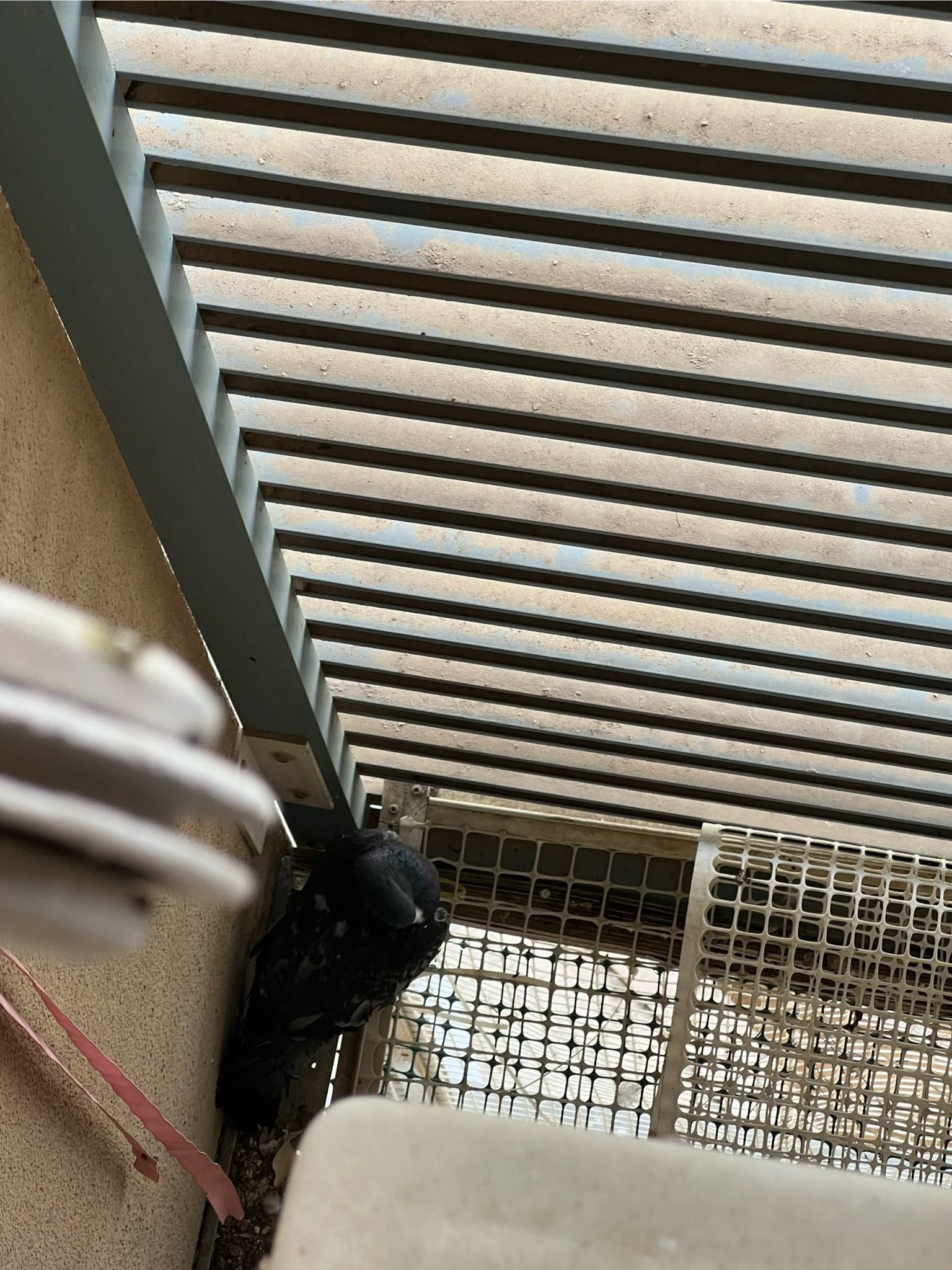 A picture of a pigeon standing on a raised net. A blurry AC unit is popping into the frame.